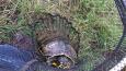 20150814Schildpad1