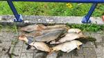 Grote vissterfte in Groot-Sander